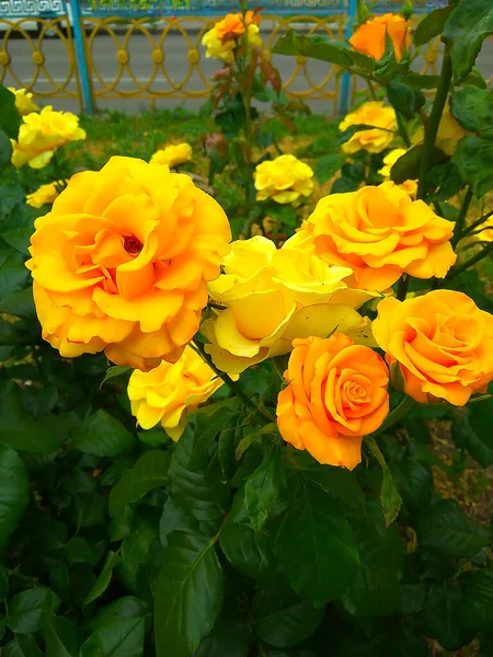 Κίτρινα Τριαντάφυλλα Ανθίζουν Στην Πόλη — Φωτογραφία Αρχείου