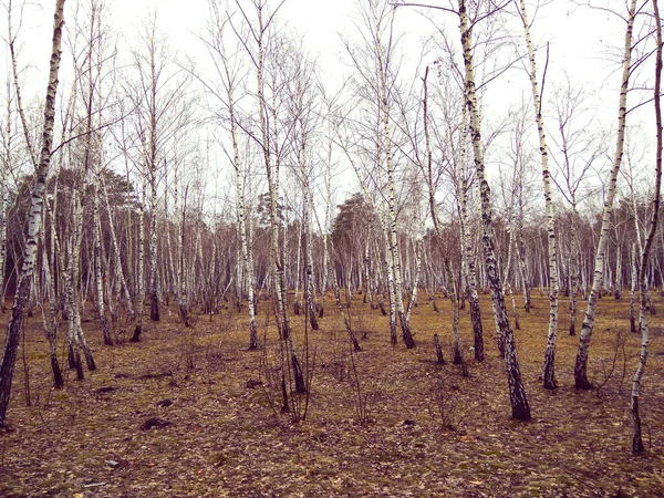 Осенняя Погода Березовой Роще — стоковое фото