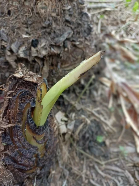 Banana Shoots Grow Dead Tree — Fotografia de Stock