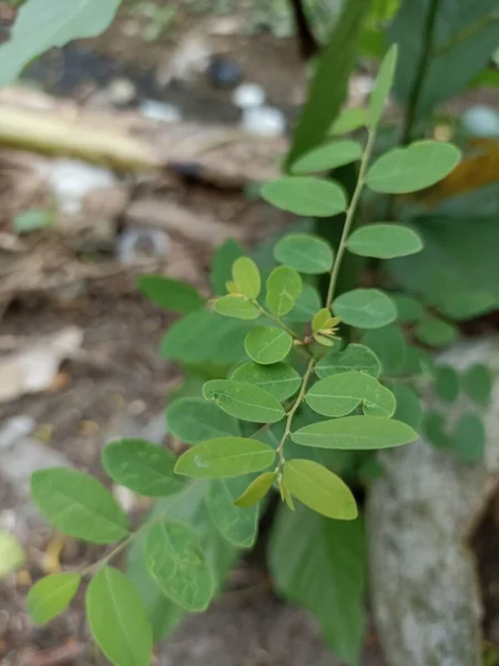 Close Photo Mangsian Phyllanthus Reticulatus — Stok Foto