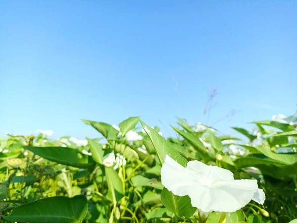 Kwitnący Szpinak Wodny Polu Pod Błękitnym Niebem — Zdjęcie stockowe