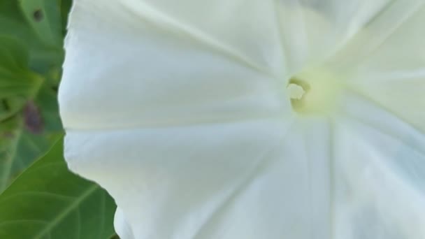 Flores Col Rizada Blanca Están Floreciendo — Vídeos de Stock