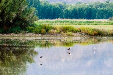 Etrafı su kuşlarıyla çevrili bir göl.