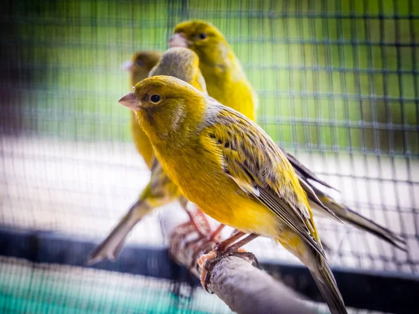 Vögel Käfig — Stockfoto