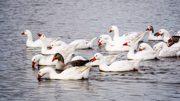 White Geese Lagoon Extremadura Pasture — Stock Photo, Image