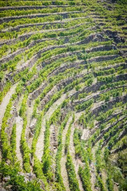 Galiçya Ribeira Sacra 'daki teras ya da teras sistemindeki üzüm bağları çiftliği.