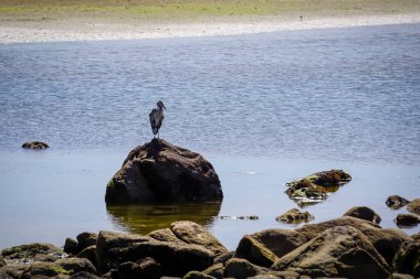 Sahildeki bir kayanın üzerindeki su kuşu
