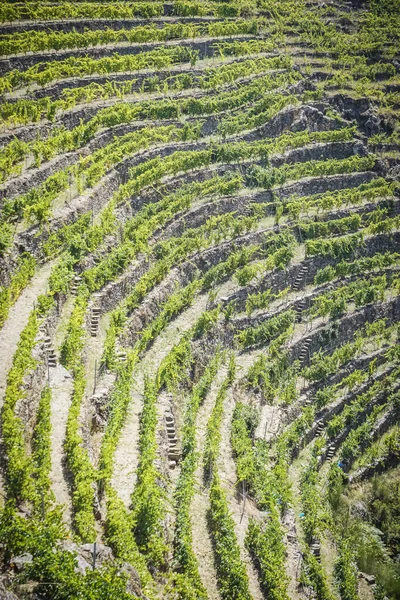 Plantação Vinhas Pelo Sistema Terraços Terraços Ribeira Sacra Galega — Fotografia de Stock