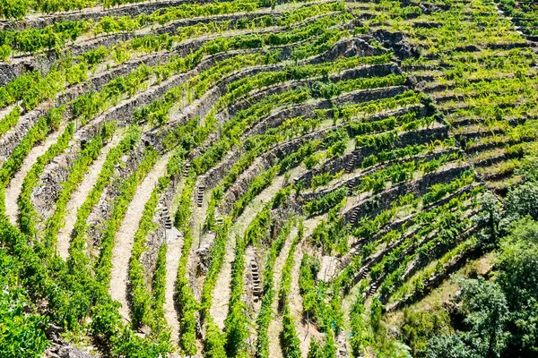 Szőlőültetvények Ültetése Ribeira Sacra Galíciai Teraszok Vagy Teraszok Rendszerével — Stock Fotó