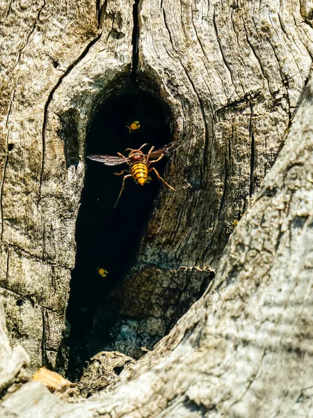 Eşekarısı Yuvası Vespa Velutina Güneydoğu Asya Yaşayan Bir Arı Türü — Stok fotoğraf