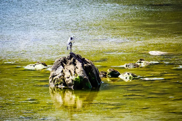 Aquatic Bird Rock Coast — Stock Photo, Image