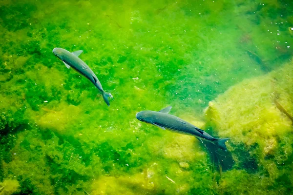 Poisson Dans Eau Verte Cristalline — Photo