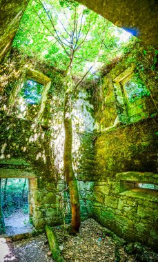 Eski bir evin içindeki ağaç.