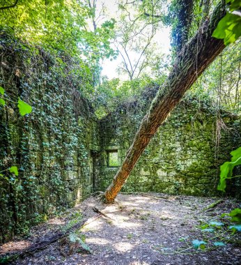 Eski bir evin içindeki ağaç.