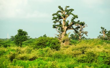 Baobab, geniş gövdeli (10 metre çapında) tropikal ağaç, süngerimsi ahşap, kalın ve gri kabuklu