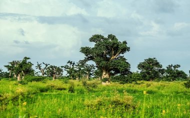 Baobab, geniş gövdeli (10 metre çapında) tropikal ağaç, süngerimsi ahşap, kalın ve gri kabuklu