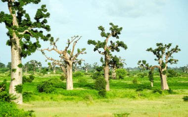 Baobab, geniş gövdeli (10 metre çapında) tropikal ağaç, süngerimsi ahşap, kalın ve gri kabuklu