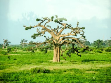 Baobab, geniş gövdeli (10 metre çapında) tropikal ağaç, süngerimsi ahşap, kalın ve gri kabuklu