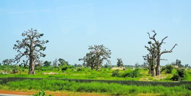 Baobab, geniş gövdeli (10 metre çapında) tropikal ağaç, süngerimsi ahşap, kalın ve gri kabuklu