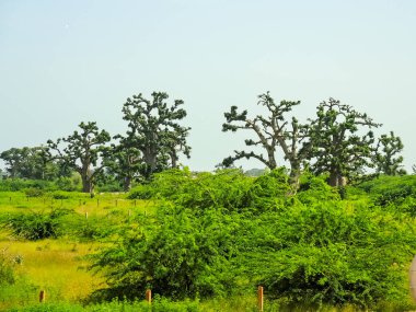 Baobab, geniş gövdeli (10 metre çapında) tropikal ağaç, süngerimsi ahşap, kalın ve gri kabuklu