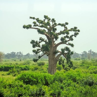 Baobab, geniş gövdeli (10 metre çapında) tropikal ağaç, süngerimsi ahşap, kalın ve gri kabuklu
