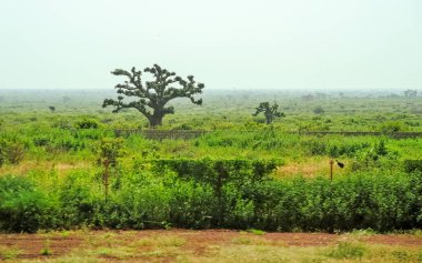 Baobab, geniş gövdeli (10 metre çapında) tropikal ağaç, süngerimsi ahşap, kalın ve gri kabuklu
