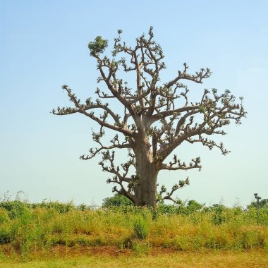 Baobab, geniş gövdeli (10 metre çapında) tropikal ağaç, süngerimsi ahşap, kalın ve gri kabuklu