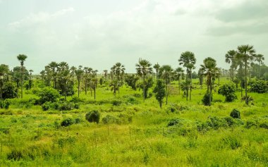 Baobab, geniş gövdeli (10 metre çapında) tropikal ağaç, süngerimsi ahşap, kalın ve gri kabuklu