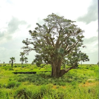 Baobab, geniş gövdeli (10 metre çapında) tropikal ağaç, süngerimsi ahşap, kalın ve gri kabuklu