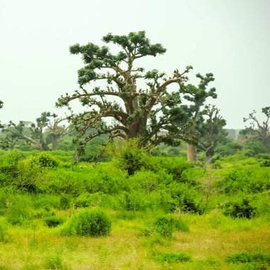 Baobab, geniş gövdeli (10 metre çapında) tropikal ağaç, süngerimsi ahşap, kalın ve gri kabuklu