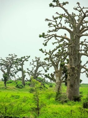 Baobab, geniş gövdeli (10 metre çapında) tropikal ağaç, süngerimsi ahşap, kalın ve gri kabuklu