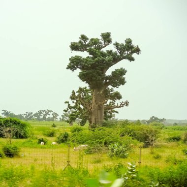 Baobab, geniş gövdeli (10 metre çapında) tropikal ağaç, süngerimsi ahşap, kalın ve gri kabuklu