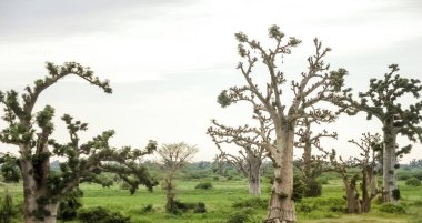 Baobab, geniş gövdeli tropikal ağaç (10 metre çapında), süngerimsi ahşap, kalın ve grimsi kabuk, ince taç, az sayıda ve ayrı dallar, palmiye yaprakları yazın düşen üç ila yedi broşürle birlikte