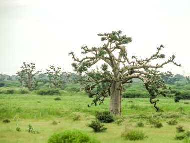 Baobab, geniş gövdeli tropikal ağaç (10 metre çapında), süngerimsi ahşap, kalın ve grimsi kabuk, ince taç, az sayıda ve ayrı dallar, palmiye yaprakları yazın düşen üç ila yedi broşürle birlikte
