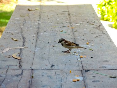 Parktaki bankta kuşlar