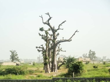 Baobab, geniş gövdeli tropikal ağaç (10 metre çapında), süngerimsi ahşap, kalın ve grimsi kabuk, ince taç, az sayıda ve ayrı dallar, palmiye yaprakları yazın düşen üç ila yedi broşürle birlikte