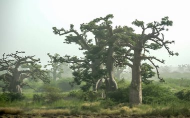 Baobab, geniş gövdeli tropikal ağaç (10 metre çapında), süngerimsi ahşap, kalın ve grimsi kabuk, ince taç, az sayıda ve ayrı dallar, palmiye yaprakları yazın düşen üç ila yedi broşürle birlikte