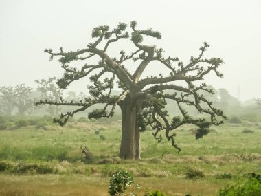 Baobab, geniş gövdeli tropikal ağaç (10 metre çapında), süngerimsi ahşap, kalın ve grimsi kabuk, ince taç, az sayıda ve ayrı dallar, palmiye yaprakları yazın düşen üç ila yedi broşürle birlikte