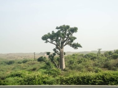 Baobab, geniş gövdeli tropikal ağaç (10 metre çapında), süngerimsi ahşap, kalın ve grimsi kabuk, ince taç, az sayıda ve ayrı dallar, palmiye yaprakları yazın düşen üç ila yedi broşürle birlikte