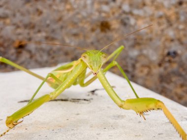 Peygamberdevesi, çok uzun ve dar gövdeli, 9 cm uzunluğunda, yeşil ya da sarımsı renkli, uzun ve sağlam ön bacaklı, güçlü mahmuzlar ve dikenlerle beslenen böcekler arasında yakalanır.