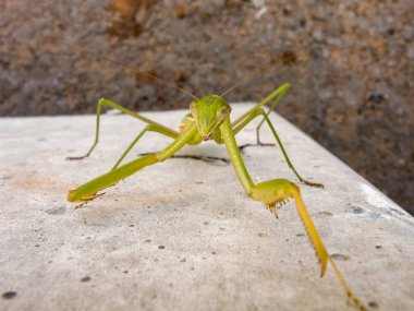 Peygamberdevesi, çok uzun ve dar gövdeli, 9 cm uzunluğunda, yeşil ya da sarımsı renkli, uzun ve sağlam ön bacaklı, güçlü mahmuzlar ve dikenlerle beslenen böcekler arasında yakalanır.