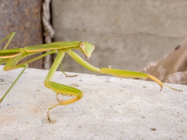 Peygamberdevesi, çok uzun ve dar gövdeli, 9 cm uzunluğunda, yeşil ya da sarımsı renkli, uzun ve sağlam ön bacaklı, güçlü mahmuzlar ve dikenlerle beslenen böcekler arasında yakalanır.
