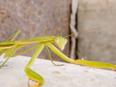 Peygamberdevesi, çok uzun ve dar gövdeli, 9 cm uzunluğunda, yeşil ya da sarımsı renkli, uzun ve sağlam ön bacaklı, güçlü mahmuzlar ve dikenlerle beslenen böcekler arasında yakalanır.
