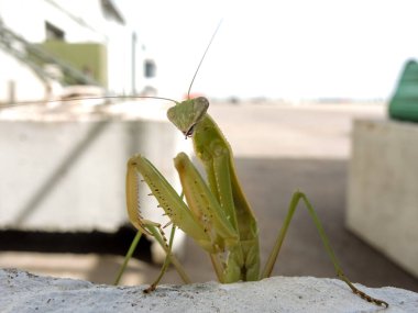 Peygamberdevesi, çok uzun ve dar gövdeli, 9 cm uzunluğunda, yeşil ya da sarımsı renkli, uzun ve sağlam ön bacaklı, güçlü mahmuzlar ve dikenlerle beslenen böcekler arasında yakalanır.