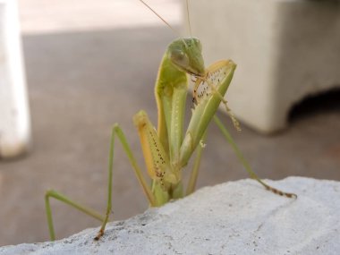 Peygamberdevesi, çok uzun ve dar gövdeli, 9 cm uzunluğunda, yeşil ya da sarımsı renkli, uzun ve sağlam ön bacaklı, güçlü mahmuzlar ve dikenlerle beslenen böcekler arasında yakalanır.