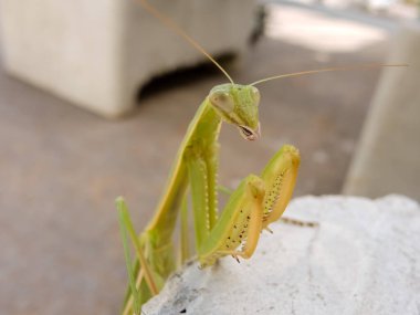 Peygamberdevesi, çok uzun ve dar gövdeli, 9 cm uzunluğunda, yeşil ya da sarımsı renkli, uzun ve sağlam ön bacaklı, güçlü mahmuzlar ve dikenlerle beslenen böcekler arasında yakalanır.