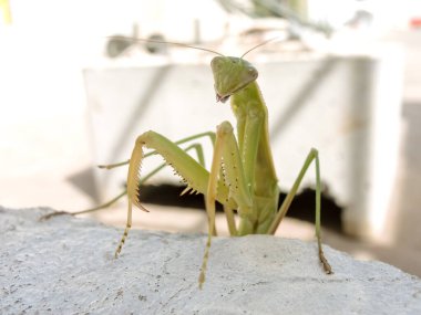 Peygamberdevesi, çok uzun ve dar gövdeli, 9 cm uzunluğunda, yeşil ya da sarımsı renkli, uzun ve sağlam ön bacaklı, güçlü mahmuzlar ve dikenlerle beslenen böcekler arasında yakalanır.