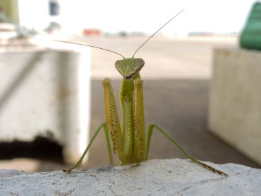 Peygamberdevesi, çok uzun ve dar gövdeli, 9 cm uzunluğunda, yeşil ya da sarımsı renkli, uzun ve sağlam ön bacaklı, güçlü mahmuzlar ve dikenlerle beslenen böcekler arasında yakalanır.