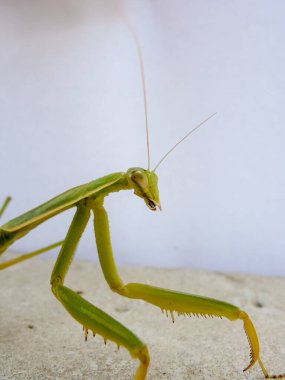 Peygamberdevesi, çok uzun ve dar gövdeli, 9 cm uzunluğunda, yeşil ya da sarımsı renkli, uzun ve sağlam ön bacaklı, güçlü mahmuzlar ve dikenlerle beslenen böcekler arasında yakalanır.