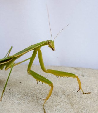 Peygamberdevesi, çok uzun ve dar gövdeli, 9 cm uzunluğunda, yeşil ya da sarımsı renkli, uzun ve sağlam ön bacaklı, güçlü mahmuzlar ve dikenlerle beslenen böcekler arasında yakalanır.